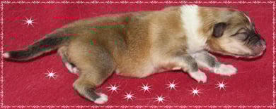 Rüde 2 Geburtsgewicht 290 g