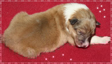 Rüde 1 Geburtsgewicht 366 g