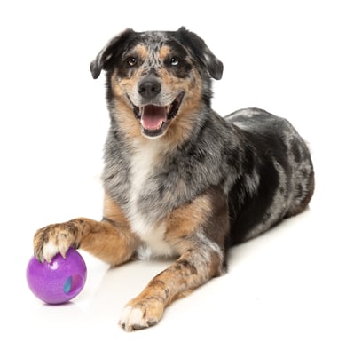 Hundespielzeug Leckerli Ball Intelligenzspielzeug lustig Wahrsagekugel lila 