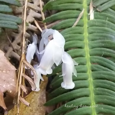 ギンリョウソウ