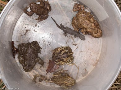 Erd- und Knoblauchkröten sowie ein Kammolch in einem Sammeleimer der Amphibienzaunbetreuung