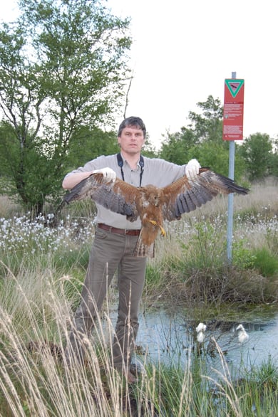 Einen nachweislich mit dem verbotenen Gift Carbofuran vergifteten, streng geschützten Schwarzmilan hält Ludger Frye im NSG Steinfelder Moor (Lkr. VEC) hoch. Foto: NABU 2009
