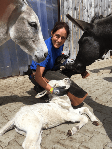 Hufpflege Kanton Freiburg für alle Rassen von klein bis gross