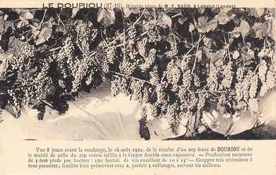 baco, françois, peyrehorade, orthe, landes, aquitaine, dax, adour, belus, labatut, greffe, greffon, phylloxera, armagnac, vignoble, instituteur, hybride, hybridation, viticulture, hudson