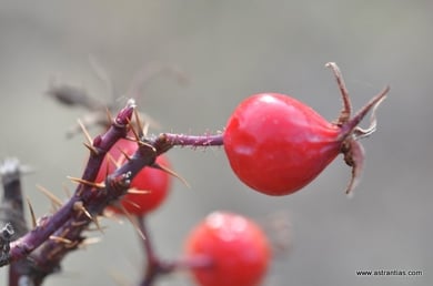 Rosa rhaetica - Rhätische Rose - Bündner Rose - Rosier rhaetica - Rosa retica - Wildrosen - Wildsträucher - Heckensträucher - Artenvielfalt - Ökologie - Biodiversität - Wildrose