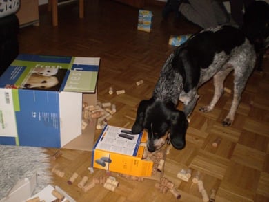 Lacky beim Schnüffeln