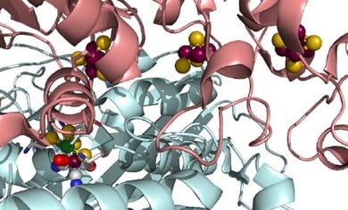 Catalyseur bio-inspiré : hydrogénase NiFe, (V. Artero)