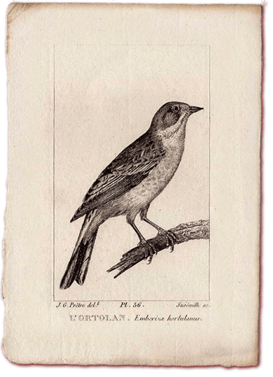 orthe landes peyrehorade aquitaine chasse, bois, foret, veneur, curée, gibier, sorde hastingues cagnotte gave adour saumon chalosse abbaye