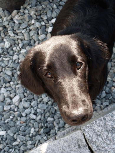 Sanibelbreeze Fancy Bittersweet Toffee