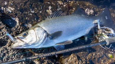 ALLWAKE98MONSTER FINESSE LIMITED（オールウェイク98モンスター