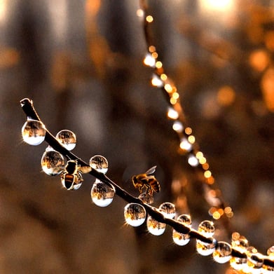 Abeilles et puceront  sur une branche de pin produisant le Miellat