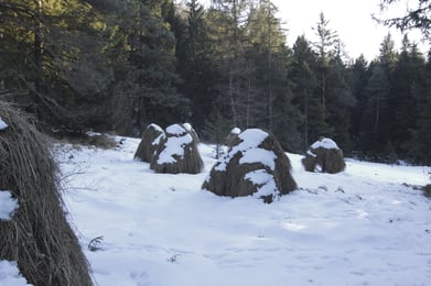 Pflegemaßnahme im Winter 2017