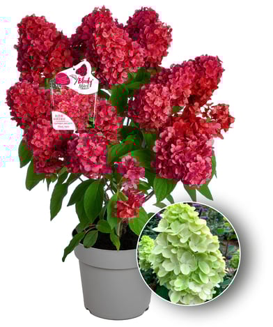 © Harries Plantdesign – Rispenhotensie Bloody Marie®