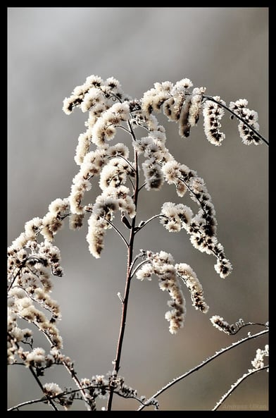 Raureifzauber | fotografiert 12-2019