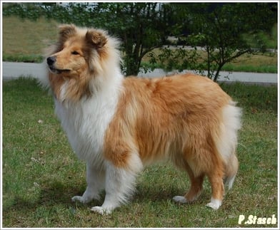 So schnell vergeht die Zeit ! Nun ist Lady Bayuma schon 8 Monate alt.