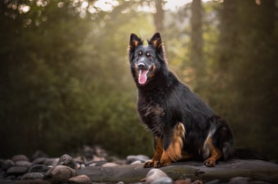 Ayla , Chodenländer Zucht Schweiz