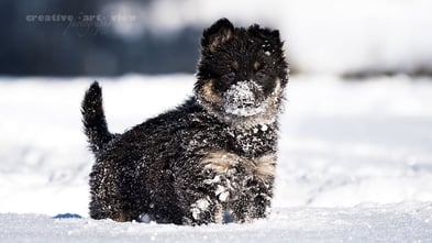 Chodenländer Welpen Schweiz