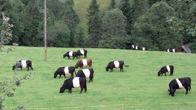 Galloway Rinder Kanton Bern