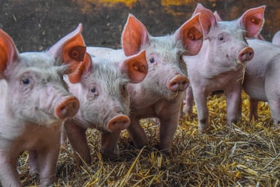 JUFFINGER Bio Schwein