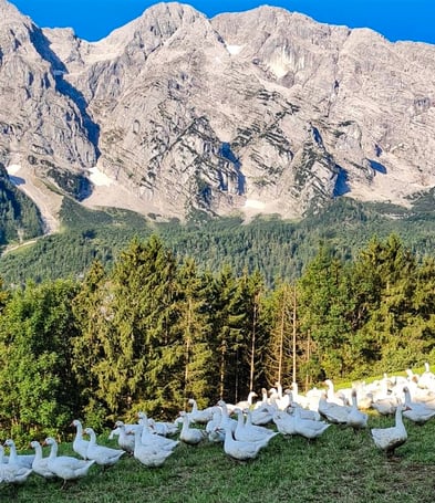 BIO-Enten und BIO-Gänse bei JUFFINGER