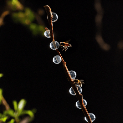 Miellat récolté par les abeilles de Nouvelle-Zélande. Les abeilles récoltent le Miellat sur une branche