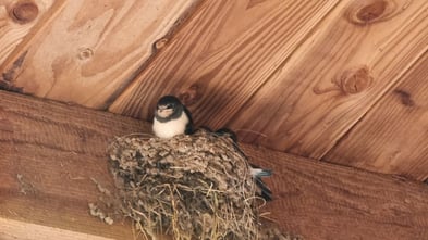 Foto: Claudia Rapp-Lange / NABU Euskirchen