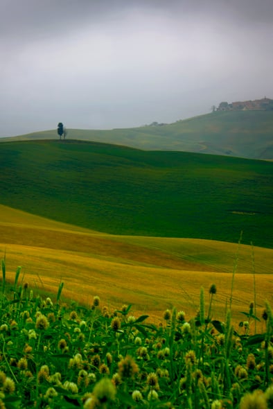 Foto verticale della Val d'Orcia a giugno con campi verdi e gialli e cipresso all'alba con la nebbia