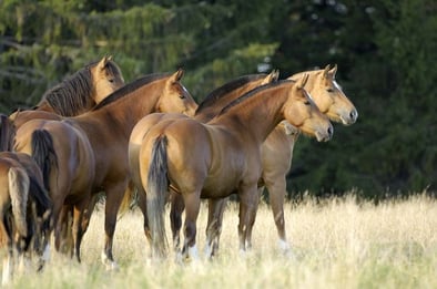 Freiberger, Herde, Zentralschweiz, FM, Pferd, Pferde, Verein, Genossenschaft