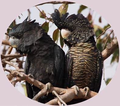 Male and Female forest redtail black cockatoos