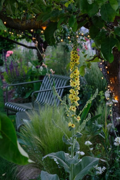 dieartigeGARTEN // Mystic Beet with guest - Dunkle Königskerze / Verbascum nigrum