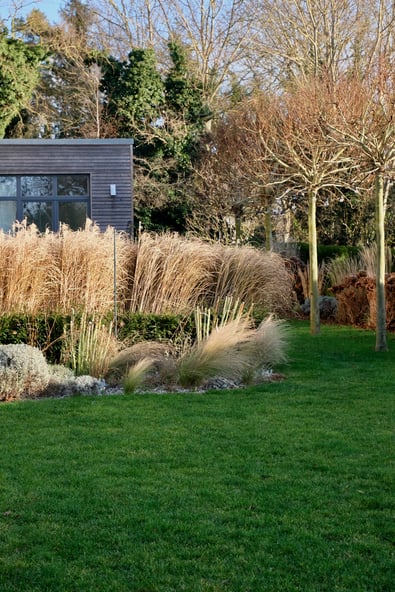 dieartigeGARTEN // Januar, Wintergarten - Chinaschilf,Platanen, Federgras, Lavendel