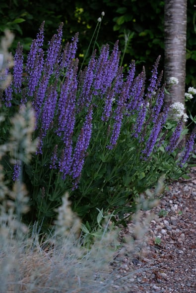 dieartigeGARTEN //  Steppensalbei 'Blauhügel', Blauschwingel + Weiße Spornblume 