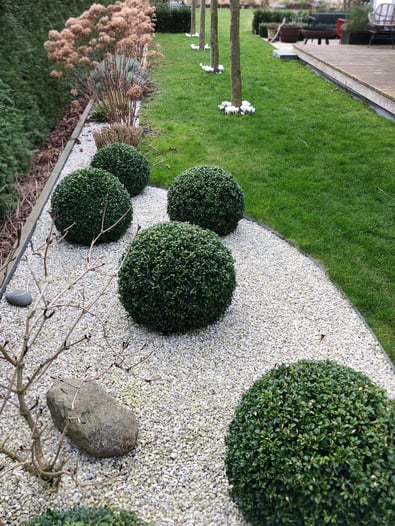 dieartigeGARTEN // März, Frühlingsgarten - Buchsbaum-Kugeln auf hellem Kies + weiße Krokusse unter Platanen