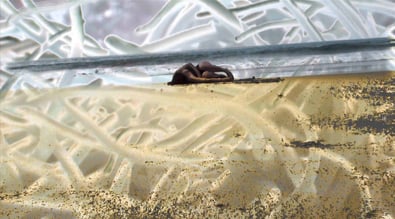 Continuum 2010, extrait de vidéo.