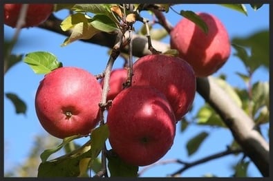 サンふじりんご