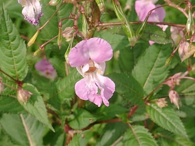 indisches Springkraut