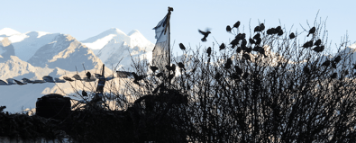 Vol d'oiseaux dans l'himalaya pour parler de collectifs et de vivre ensemble