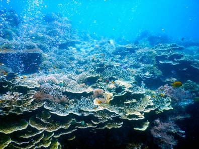 現地でダイビングスクールを体験するのも良いかも♪