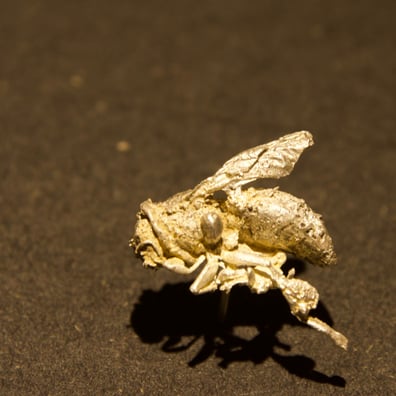 Die Hornisse ein Jäger und Sammler abgegossen in der Technik der verlorenen Form zentrifugal Schneider aus Edelmetall Silber. Fundstück Schaffhausen und Ossingen. von Iela Scherrer in ihrer Werkstatt und Atelier: Insekten übernehmen wichtiges Ökosystem.st