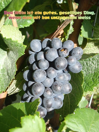 Der Wein ist ein gutes, geselliges Ding, wenn man mit ihm umzugehen weiss
