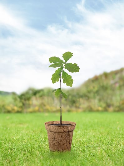 eiche-junger-baum-pflege-keltisches-baumhoroskop