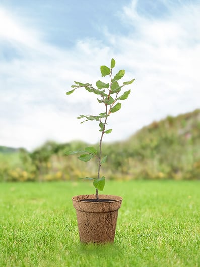 buche-junger-baum-pflege-keltisches-baumhoroskop
