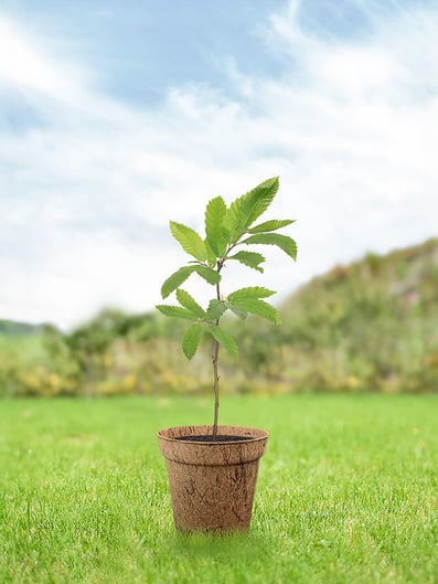 kastanie-junger-baum-pflege-keltisches-baumhoroskop