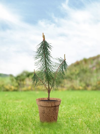 kiefer-junger-baum-pflege-keltisches-baumhoroskop