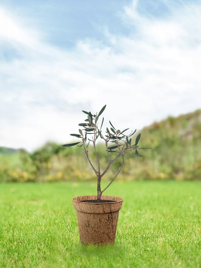 olivenbaum-junger-baum-pflege-keltisches-baumhoroskop