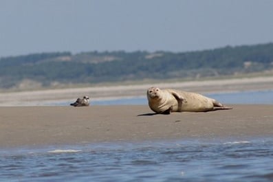 Somme Groupes - Agence de Voyages - Réceptif - Voyages en Groupes - Groupes - Baie de Somme - St Valery - Le Crotoy - Phoques - Voir les phoques - Parc du Marquenterre - Randonnée - Découverte - Train à vapeur - Bateau - Oiseaux - Hauts de France