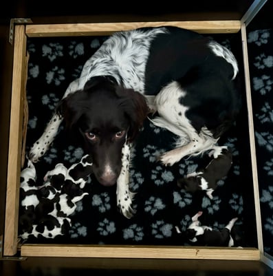 Gisa III vom Tecklenburger Land mit ihren neun Welpen kurz nach dem Wölfen