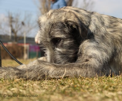 Wiener Hundeschule - Hundekurse - Hundeausbildung