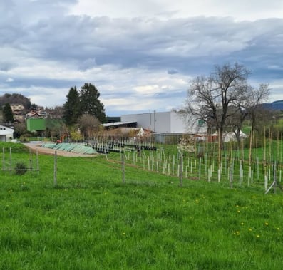 Henzelmann's Baumpflege AG