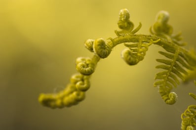 Dubach Garten Kundengärtner Gärtner Arbeiten